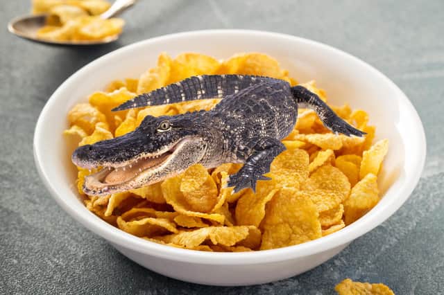 The Old Alligator Sat On His Cornflakes and Hiccupped... Image: Deborah Croker