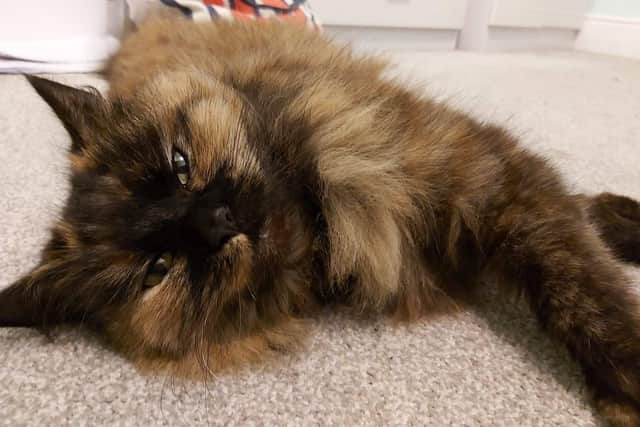 Elisha Straw, 17 from Stamshaw, will be shaving her head to raise money for the Cat and Rabbit Rescue Centre where she adopted her two cats from. Pictured: Elisha's cat Avery
