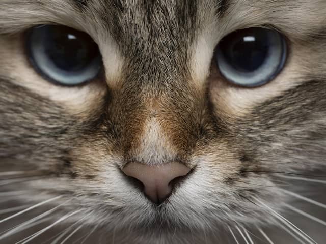 International Cat Day is on August 8