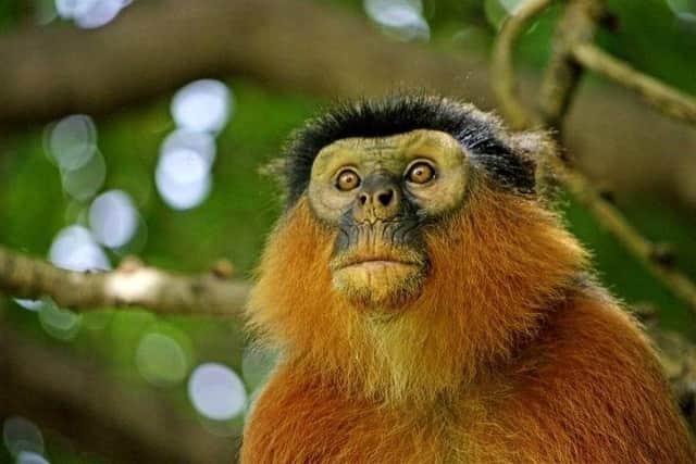Western Colobus Monkey