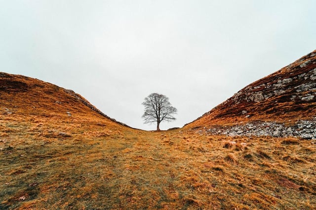 Why your dog will love this: Here’s some doggy logic for you: this walk has a famous tree in it, squirrels live in trees, dogs love chasing squirrels… need we say more?

Terrain: Clear paths but some steep hills near the Roman wall path.

Difficulty: 🐕🐕

Distance: 5.2 miles

Ideal for: Photographers – the tree at Sycamore Gap is the most photographed in the whole of the Northumberland National Park.

In addition: Parking available; toilets and refreshments at the Housesteads visitor centre and museum.