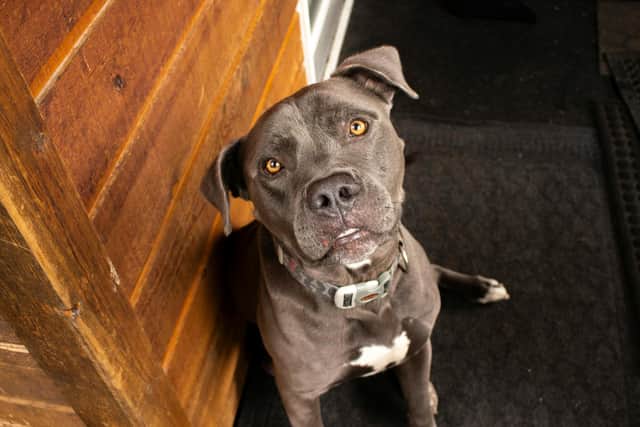 Expert shares advice for keeping our pets calm during Bonfire Night