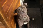 Expert shares advice for keeping our pets calm during Bonfire Night