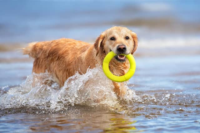 Vital to keep pets in tip top condition (photo: Adobe)