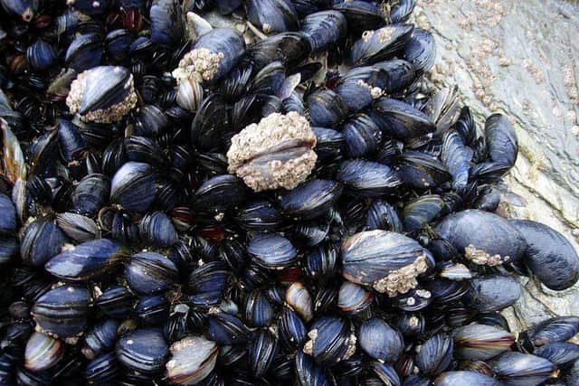11,220 glass particles per kilogram of oysters were found, and 2,740 per kilogram of mussels