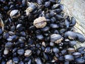 11,220 glass particles per kilogram of oysters were found, and 2,740 per kilogram of mussels
