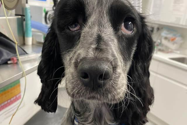 The grass seed caused Dot's head to swell