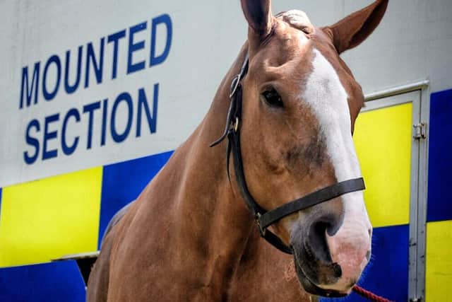 File photo of TVP police horse Luna was punched after the Pompey v Saints match on September 24 in 2019. Picture: Thames Valley Police