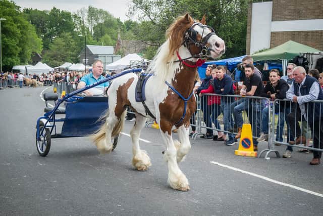 Horse owners displaying their horses down The Square during Wickham Horse Fair. Picture: Habibur Rahman