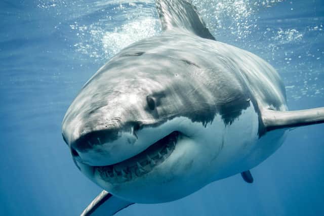 Great white shark gv. Picture: Shutterstock