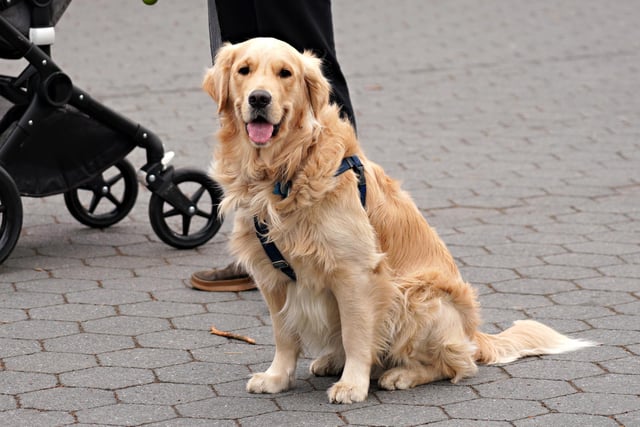 A Golden Retriever will set you back around £1,830 on average. (Photo by Cindy Ord/Getty Images)