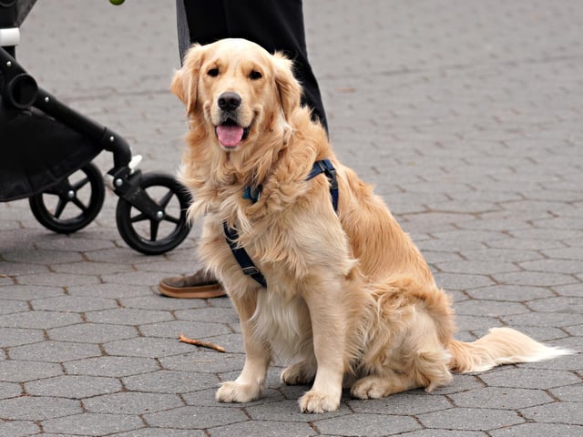A Golden Retriever will set you back around £1,830 on average. (Photo by Cindy Ord/Getty Images)