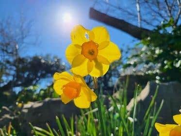 Spring in Southsea. Taken in the Southsea Rock Gardens.Picture: Kevin Fryer