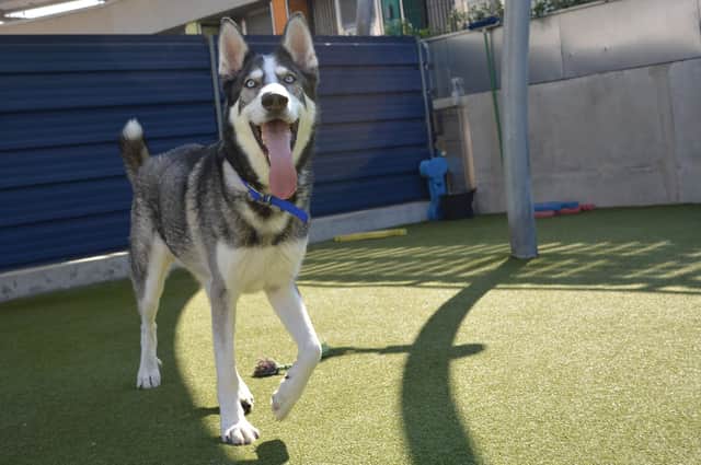 Loki, known as the wolf of Battersea. A rescue dog who needed a home in 2017.