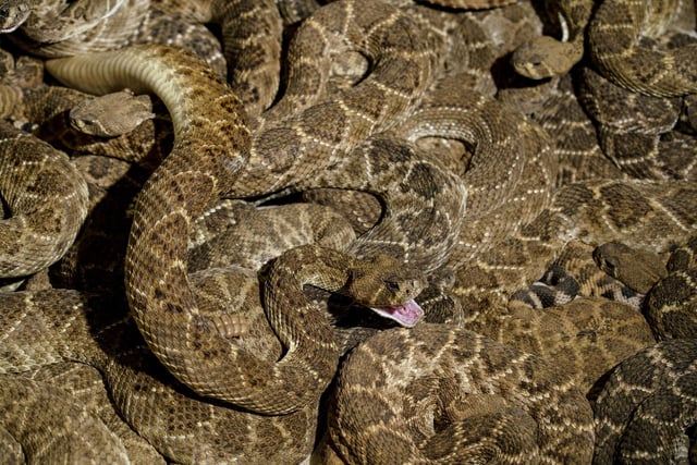 There are 23 western diamondback rattlesnakes in the Havant Borough Council area, and two in the Portsmouth City Council area. In the Portsmouth City Council area, there is also one reported sand viper and one reported white lipped viper. Picture: PAUL RATJE/AFP via Getty Images.