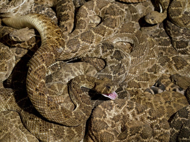 There are 23 western diamondback rattlesnakes in the Havant Borough Council area, and two in the Portsmouth City Council area. In the Portsmouth City Council area, there is also one reported sand viper and one reported white lipped viper. Picture: PAUL RATJE/AFP via Getty Images.