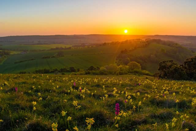 Orchids at Butser Hill in the South Downs National Park