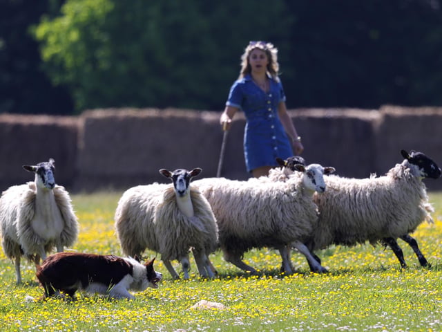 A view of the sheepdog demonstrations at Goodwoof 2024. Picture: Ben Whitley/PA Media Assignments