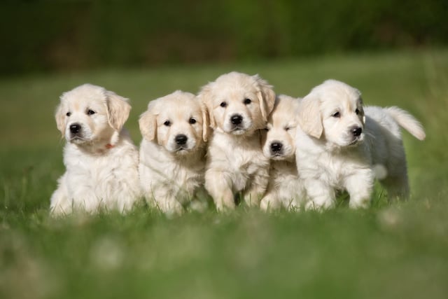 Golden retrievers and their cousins, labradors, are very clever and are easy to train as they are eager to please their owner.
(Photo: stock adobe)