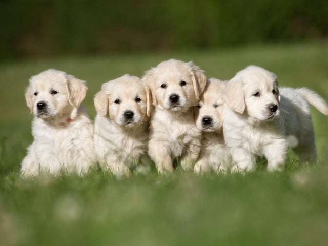 Golden retrievers and their cousins, labradors, are very clever and are easy to train as they are eager to please their owner.
(Photo: stock adobe)