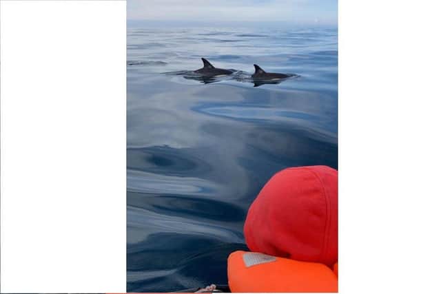 Watching dolphins from a boat run by Padstow Sealife Safaris in Cornwall