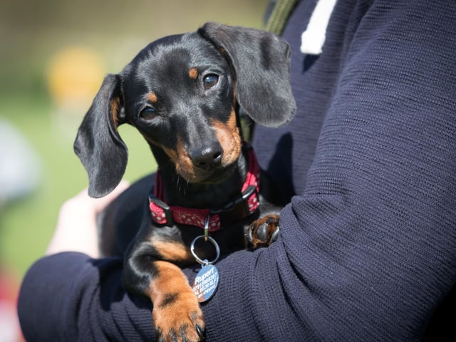 A Miniature dachshund will set you back around £1,660 on average. (Photo by Matt Cardy/Getty Images)