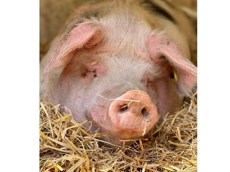 Phil is currently looking for his forever home. The three-year-old Gloucestershire Old Spot can be homed with dogs, cats and children and his full name is Philadelphia, not Phillip. 
Picture credit: The Stubbington Ark