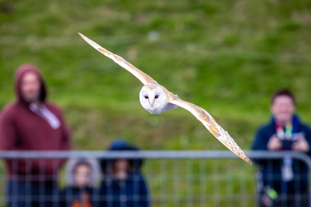 Families braved the cold on Tuesday (April 2) to take advantage of amazing free entertainment at Fort Nelson, with Easter egg hunts and falconry displays.