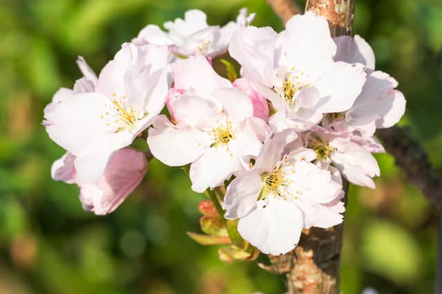 Prunus amanagow.