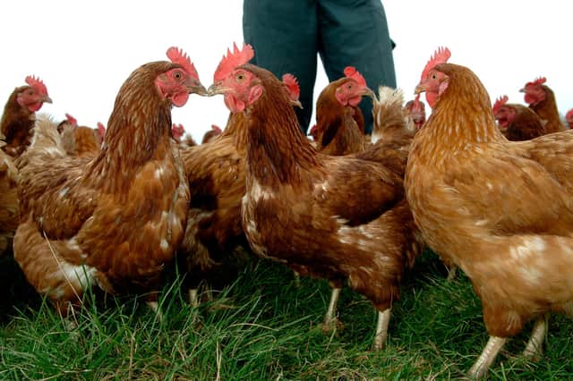 Large numbers of chickens could be culled due to fall in demand for eggs during lockdown.

Photo: Ian Rutherford.