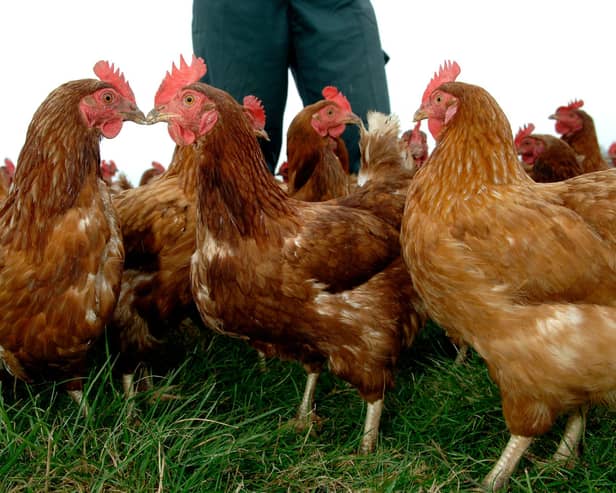 Large numbers of chickens could be culled due to fall in demand for eggs during lockdown.

Photo: Ian Rutherford.