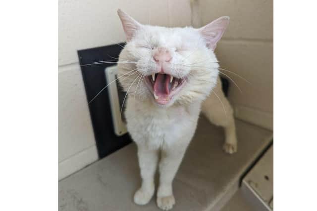 Stan the cat is looking for a new home after the RSPCA found him as a stray.