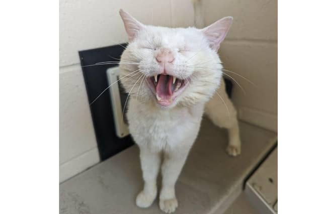 Stan the cat is looking for a new home after the RSPCA found him as a stray.