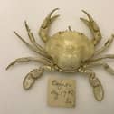 Flying crab found in Bognor Regis