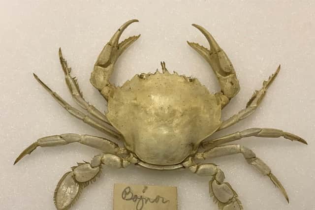 Flying crab found in Bognor Regis