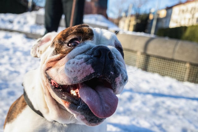 An English bulldog will set you back around £2,220 on average. Photo: PETTER BERNTSEN/AFP via Getty Images