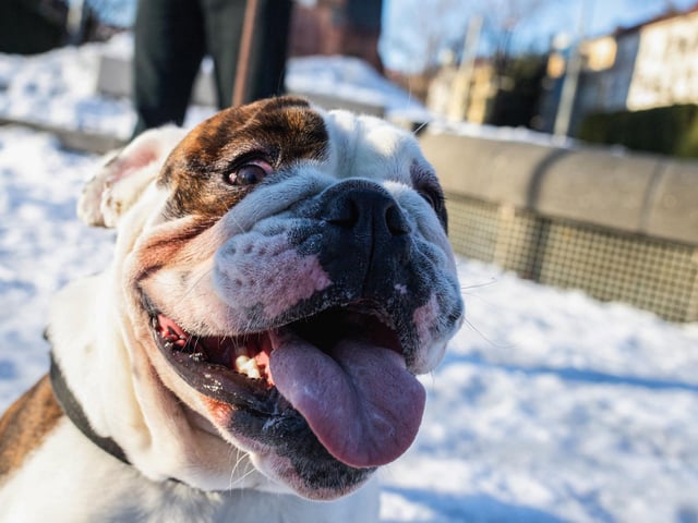 An English bulldog will set you back around £2,220 on average. Photo: PETTER BERNTSEN/AFP via Getty Images