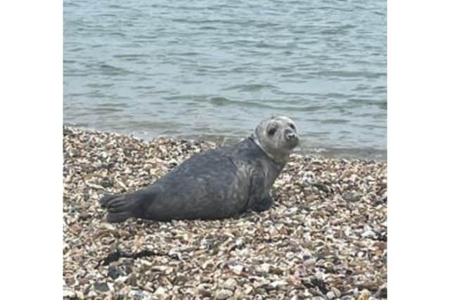 Gorgeous seal spotted in Southsea this morning.