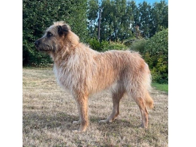 This gorgeous girl, Julia, is five  years old and she is a large crossbreed weighing 32kgs.
She is super friendly with people, loves cuddles and lots of fuss. 
Julia is house trained and can be left and she is being rehomed because she’s not getting along with one of the resident dogs. 
Julia can be reactive on walks towards other dogs but can be distracted with food. She’s food motivated, loves toys and very smart making her easy to train.
The adoption fee is £375 and to see what this includes, visit the website.