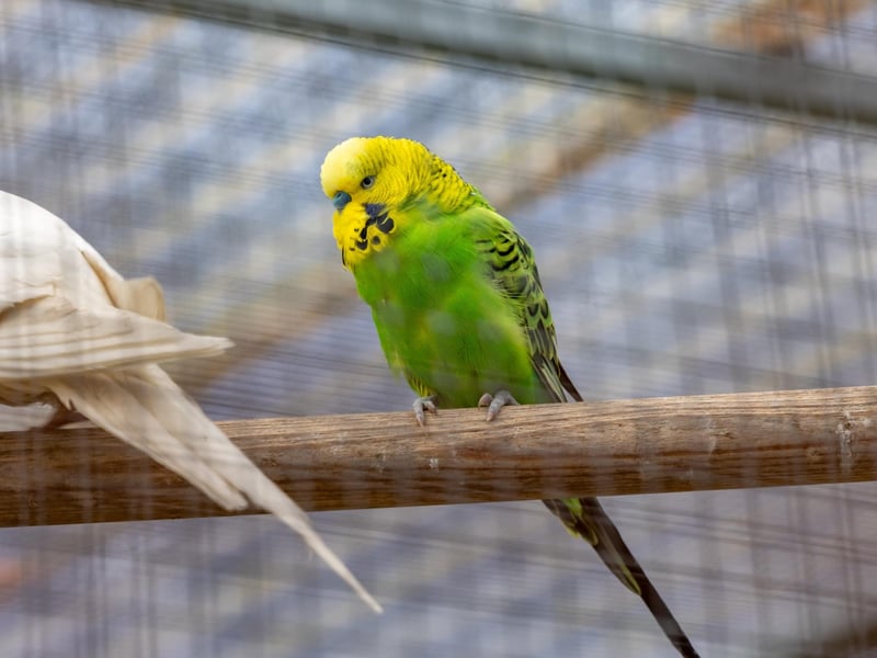 Residents of the aviary at College Park. Picture: Mike Cooter (06042023)