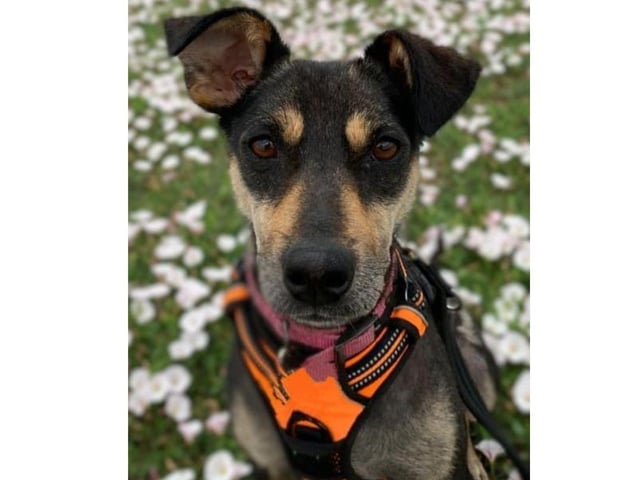 Bambi is the sweetest girl with the biggest personality. A small medium size Romanian rescue aged around 2-3 years, she has survived so much in her young years but is now such a happy dog, shes playful, funny and has the best character.
She gets on so well with other dogs and people and she walks lovely on her lead and harness, can do sit and learning touch.
She is intelligent and will learn quickly and she loves playing with toys and a ball - and zoomies are her favourite thing.
In the home she is very good, she sleeps all night and house trained, polite around other dogs and loves to snuggle on the sofa.
She travels well in the car and happily visit cafes or public places.
Bambi is loving life, she loves sleeping but equally loves playing and running around the garden. She will happily live with other dogs but is not suited to dogs who don't want to play with her.
She will also be okay as an only dog if her life will be enriching and rewarding as she just loves new adventures but it is unlikely that she will be able to live in a home with cats.
The adoption fee is £425 and to see what this includes, visit the website.