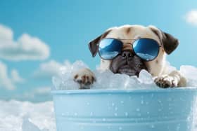Keep hot dogs and pets cool (photo: adobe)