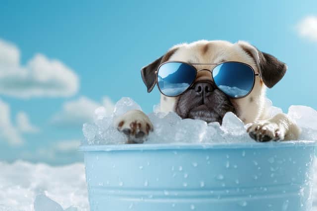 Keep hot dogs and pets cool (photo: adobe)