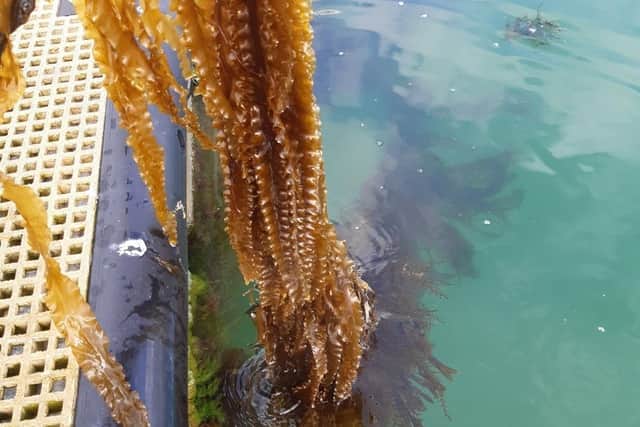Kelp farmed onshore as part of the project at Langstone.