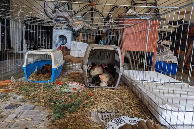 Eleven guinea pigs who were cruelly abandoned and left to fend for themselves in the New Forest are set to be rehomed.