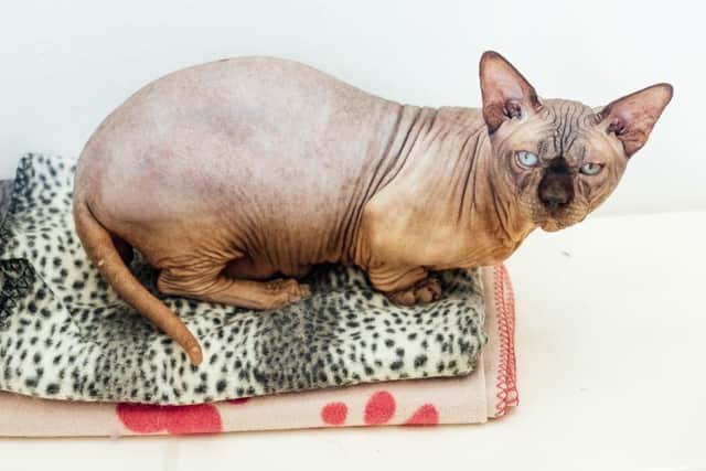 Alfred the Bambino cat at CRRC. Photo: Sophtfocus