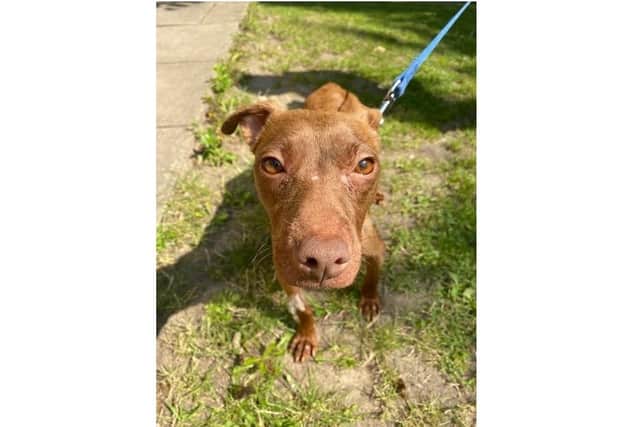 Tina the dog was dumped in a lane in Corhampton. Photo: RSPCA