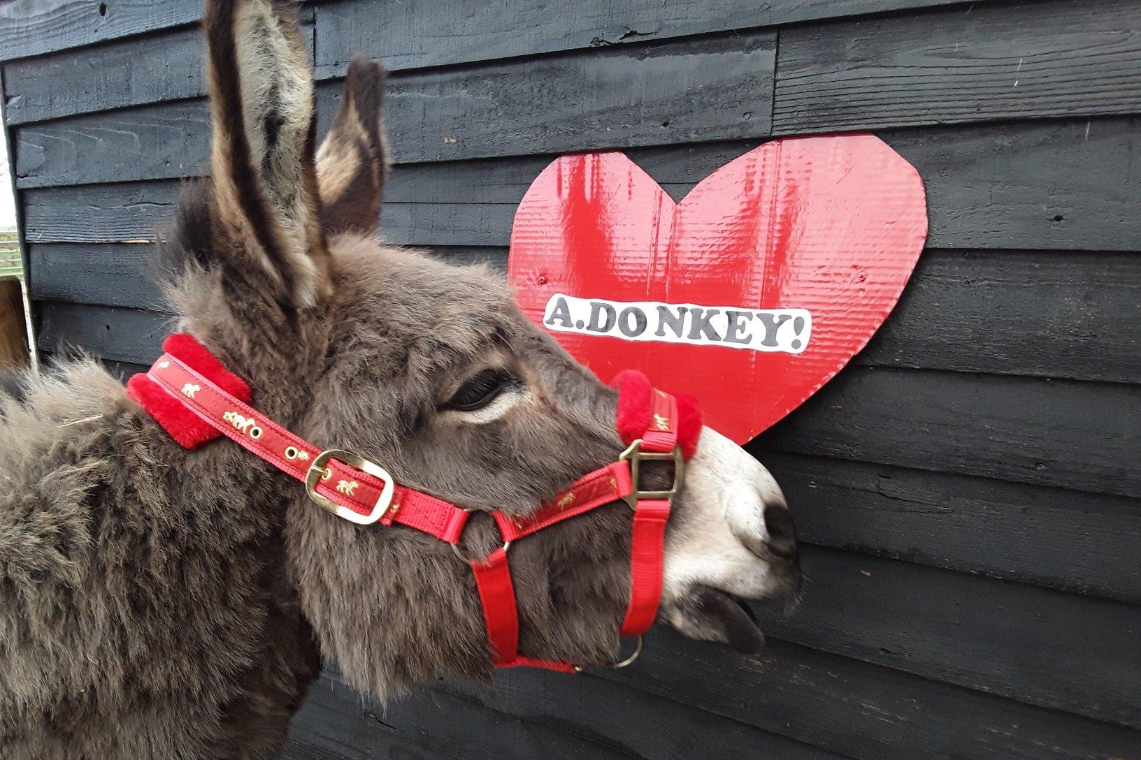 Two new donkeys welcomed to Hayling Island Donkey Sanctuary as supporters encouraged to buy 