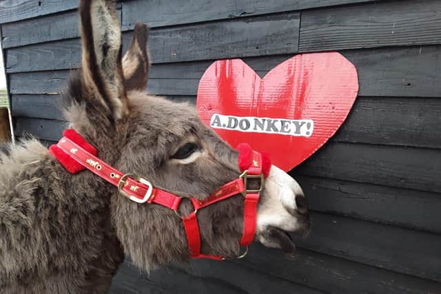 Hayling Island Donkey Sanctuary is encouraging people to adopt a donkey as a Valentine's gift for a loved one. Pictured: Pedro the donkey