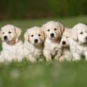 Litter of five cute purebred golden retriever puppies outdoors in the nature on grass meadow on a sunny summer day.